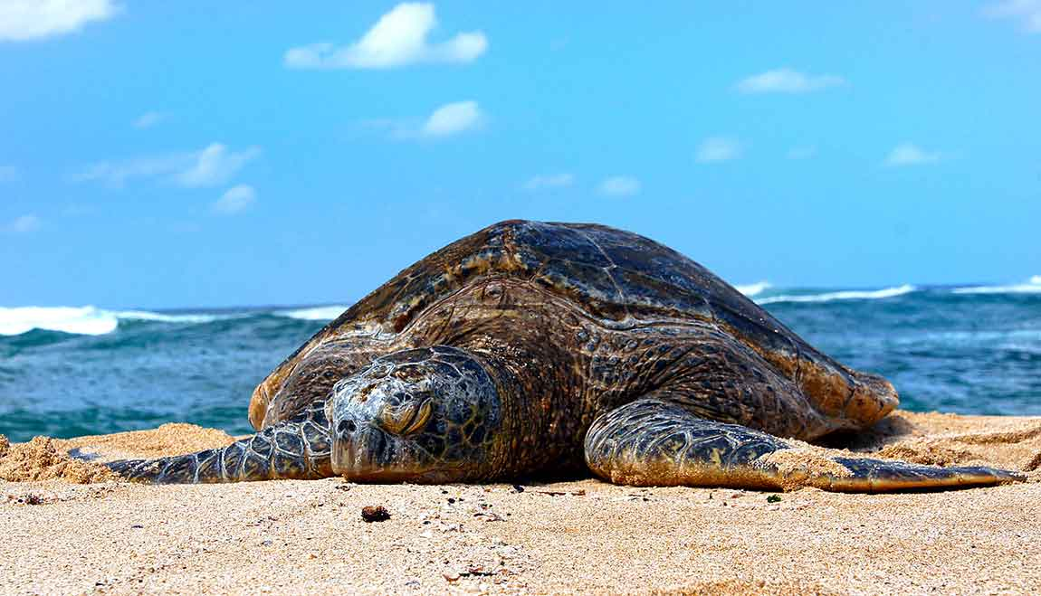 Akamas Sea Turtles: Track Andrea & Lara Live Across Med